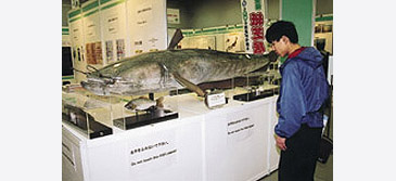 Record photograph for Silurus biwaensis